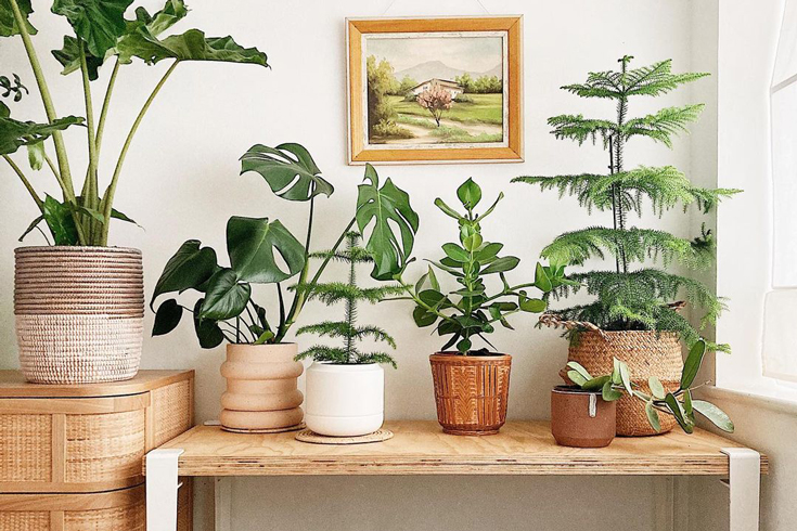 17 ides dco pour un salon avec des plantes
